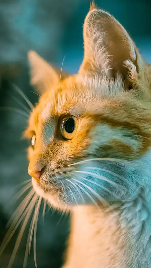 可爱猫咪呆萌手机壁纸图片壁纸