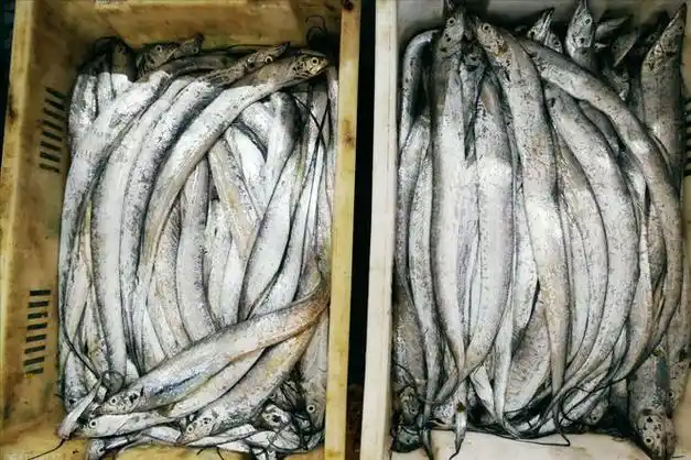 哪的"带鱼"最好吃?经过评比,这5个地方较为出名,有你|