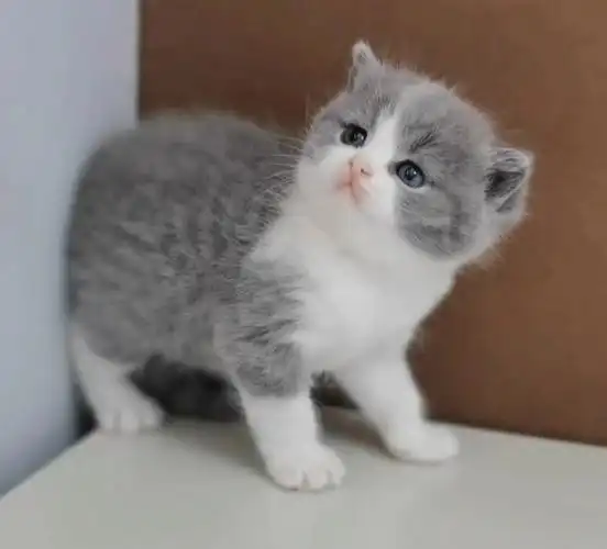 经典的蓝白英短还受欢迎嘛