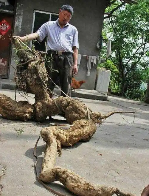 2016年,四川农民挖出250斤人形"树根",卖出100万高价_宋顺林_葛根