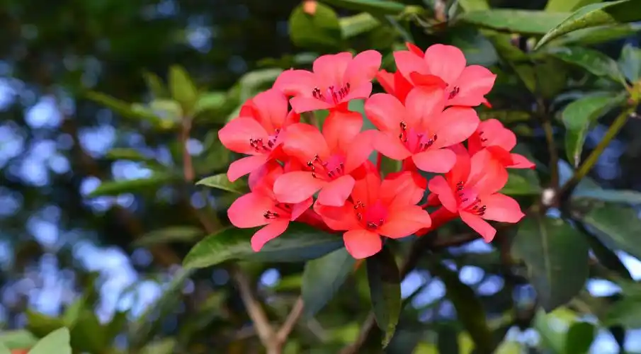 rhododendron triumphans ,杜鹃花科杜鹃属品种.