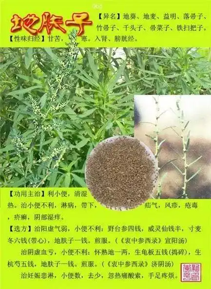 中草药大全史上最全中药图谱300种上