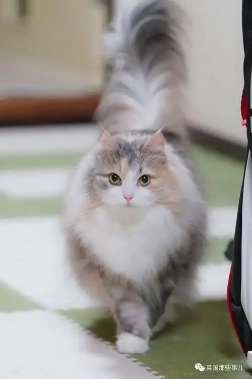 毛茸茸的大尾巴,就像一个行走的"鸡毛掸子".