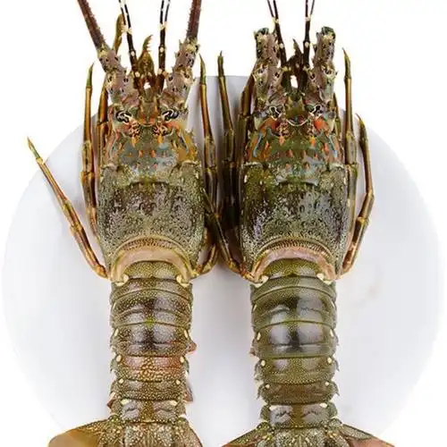 野生青龙虾鲜活大龙虾海鲜水产冷冻深海小青龙虾澳龙波龙1一4斤