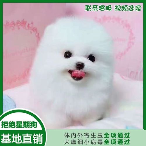 博美长不大杯子狗茶杯犬宠物小型可爱便宜白色幼犬俊介小型犬活体