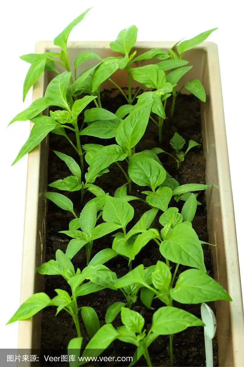 甜椒苗