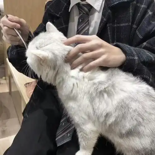 一组男生抱猫头像