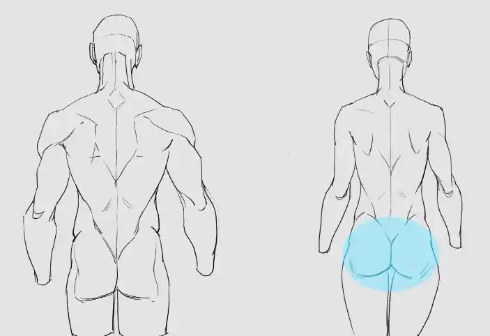 3招教你学会男女背部的画法差异!
