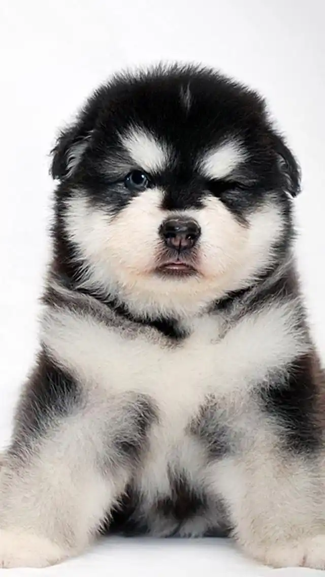 二货哈士奇狗狗iphone壁纸