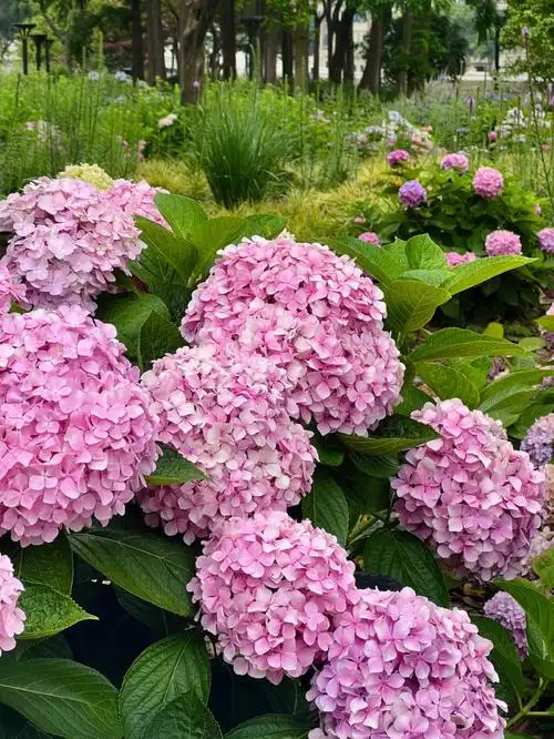 上海绣球花花期尾巴