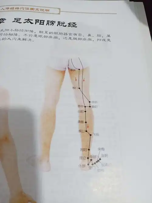 人体十二经络分布图