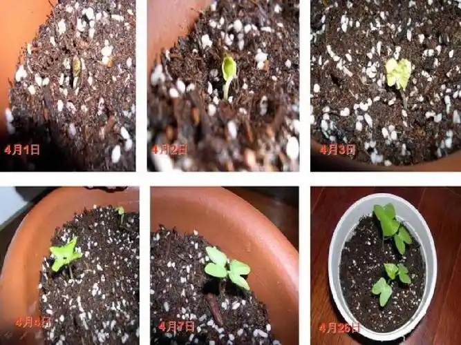 牵牛花的生长过程ppt