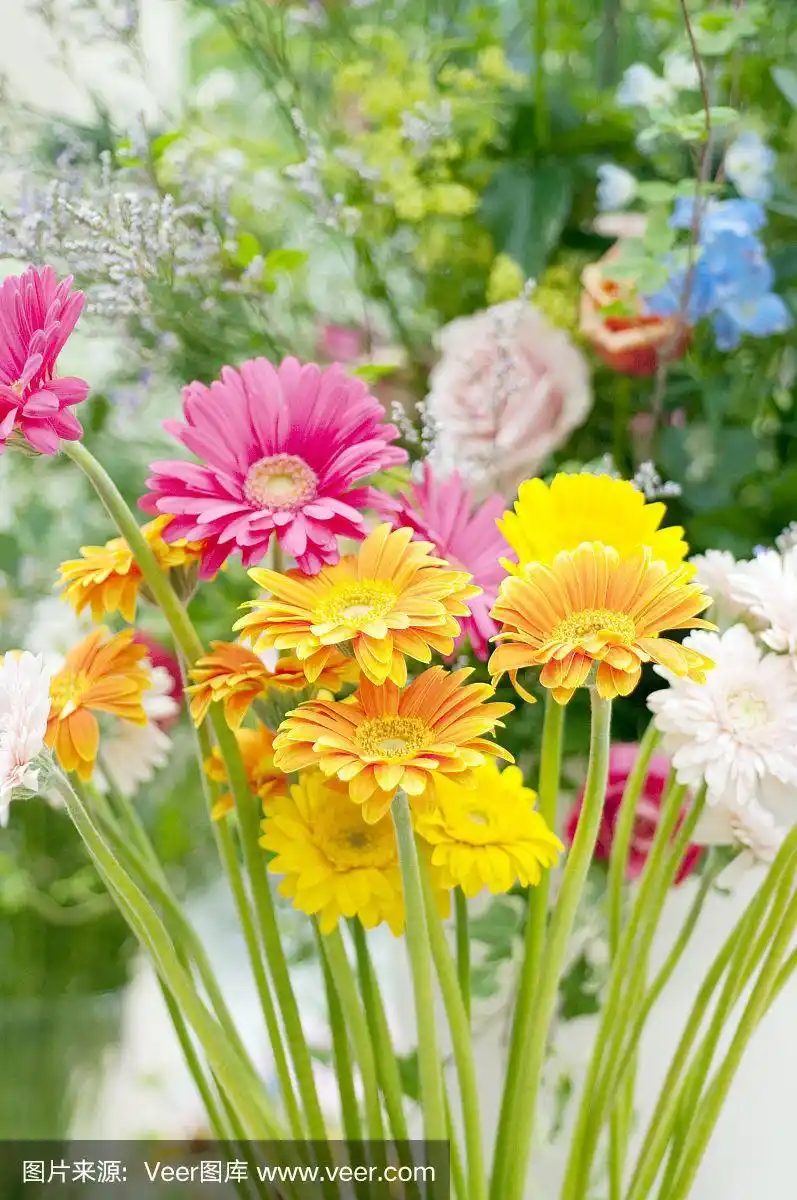 彩色的非洲菊的花