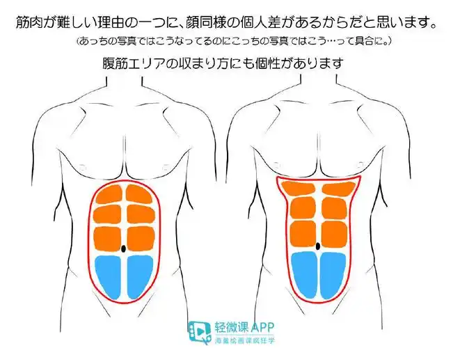 男性肌肉结构分析腹肌作品参考
