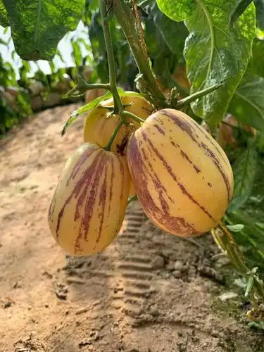 民勤人参果水分足,口感清甜