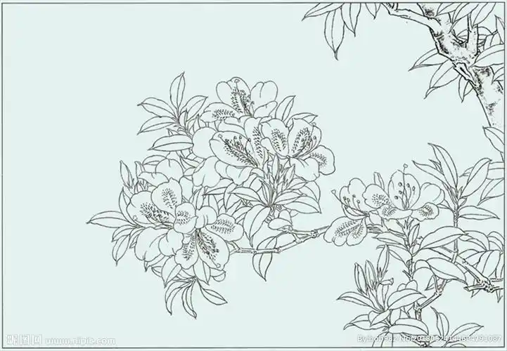 杜鹃线描 杜鹃白描 杜鹃素描图片