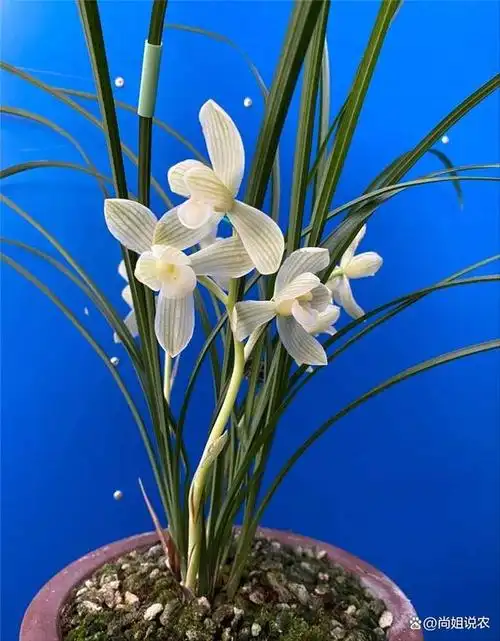 绝大多数兰花品种有香味,且其香型繁多,如有清香(墨兰),浓香(一些寒兰