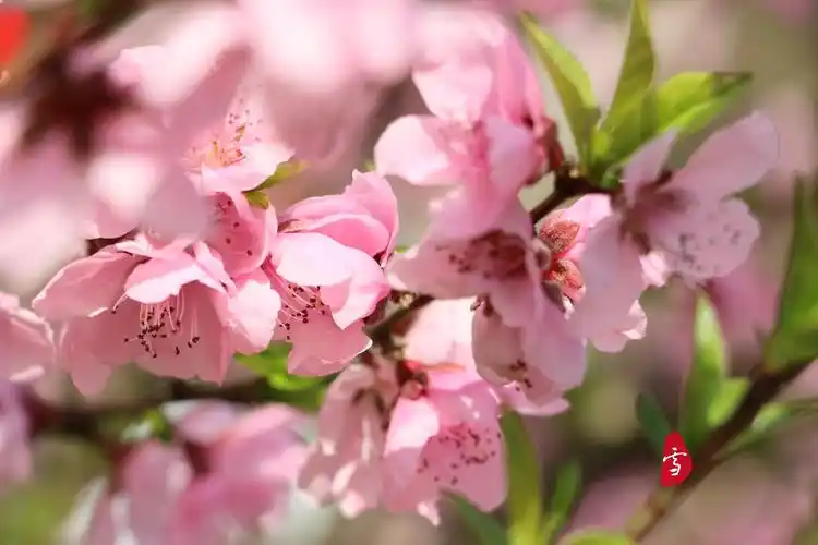 在百花盛开的季节,最喜欢的就是桃花,那粉红配上柳绿,那娥娜多姿的
