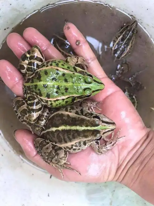 武汉青蛙科学养殖关键技术