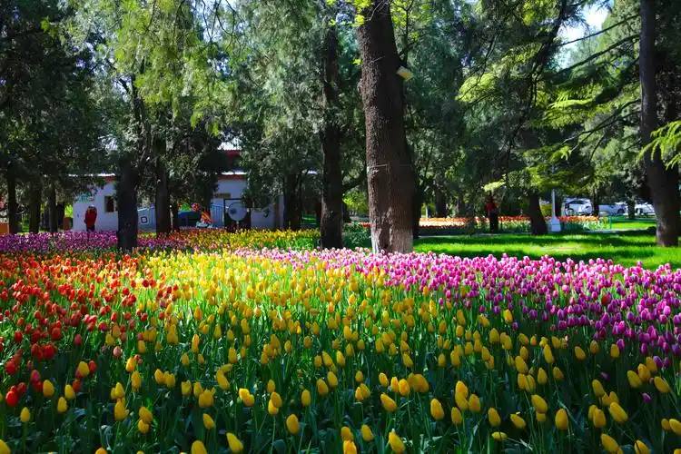中山公园里的郁金香