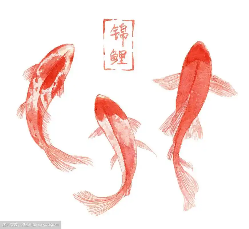 水彩手绘 多条红色的锦鲤