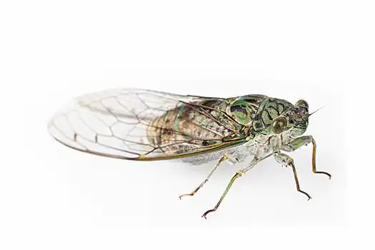 绿色,小,知了,隔绝,白色背景