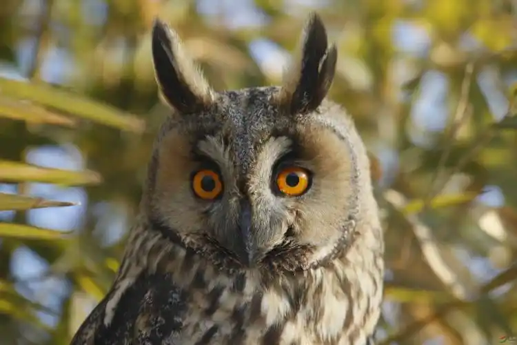 长耳鸮 - 陕西版 shanxi 鸟网