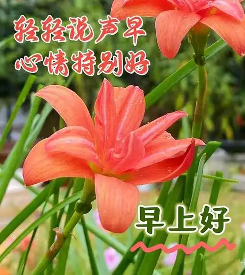 11月19日周天早上好最新版精早上好图片漂亮祝福早吉祥安康