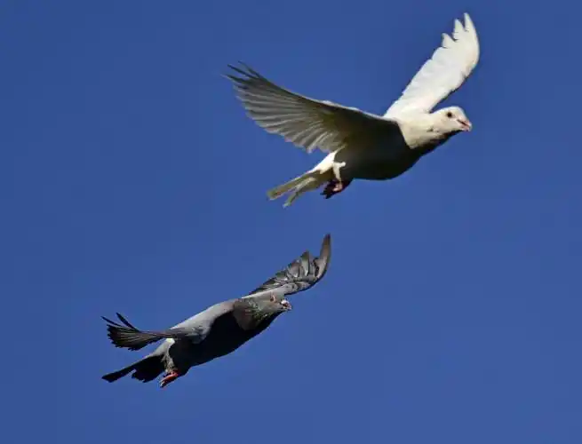鸽子在蓝天下飞翔,翩翩起舞,千姿百态,赏心悦目!