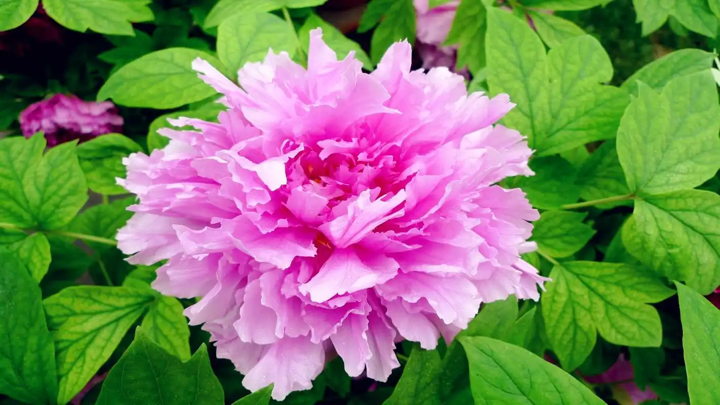 富贵牡丹花桌面壁纸图片高清下载