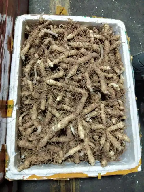 品种名:湘玉竹          新鲜玉竹,煲汤靓货,全年大量供应