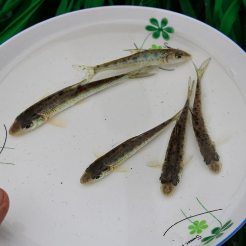 淡水花骨鱼苗淡水鱼鱼塘好活养殖小原生土麻花鱼