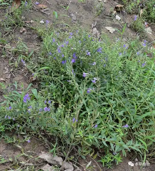 黄芩scutellaria baicalensis georgi---植株