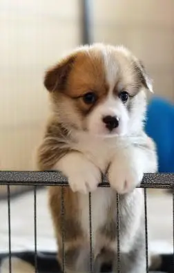 狗狗图片狗狗图片大全