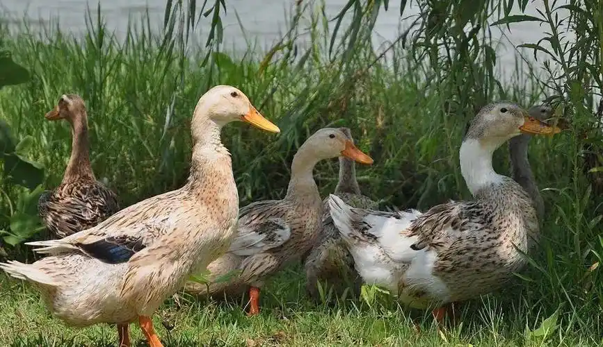 盐水鸭的做法十分简单,难做在调料_鸭子_葱白_酱料