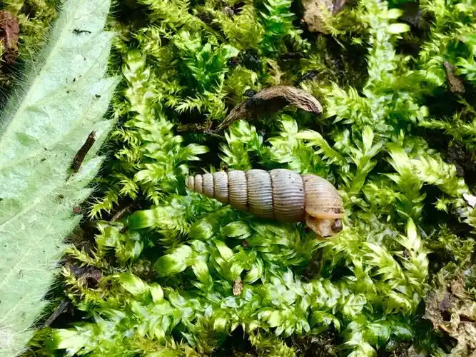 2015)中越边境地区雨林落叶层微型蜗牛96活体图拍摄自#广西百色#贝