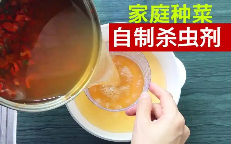 阳台种菜长蚜虫?只需辣椒加一样,就能自制无毒杀虫剂