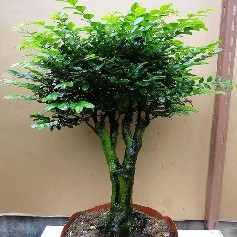 小叶紫檀盆景,不怕干也不怕冻,非常好养活,寓意也好