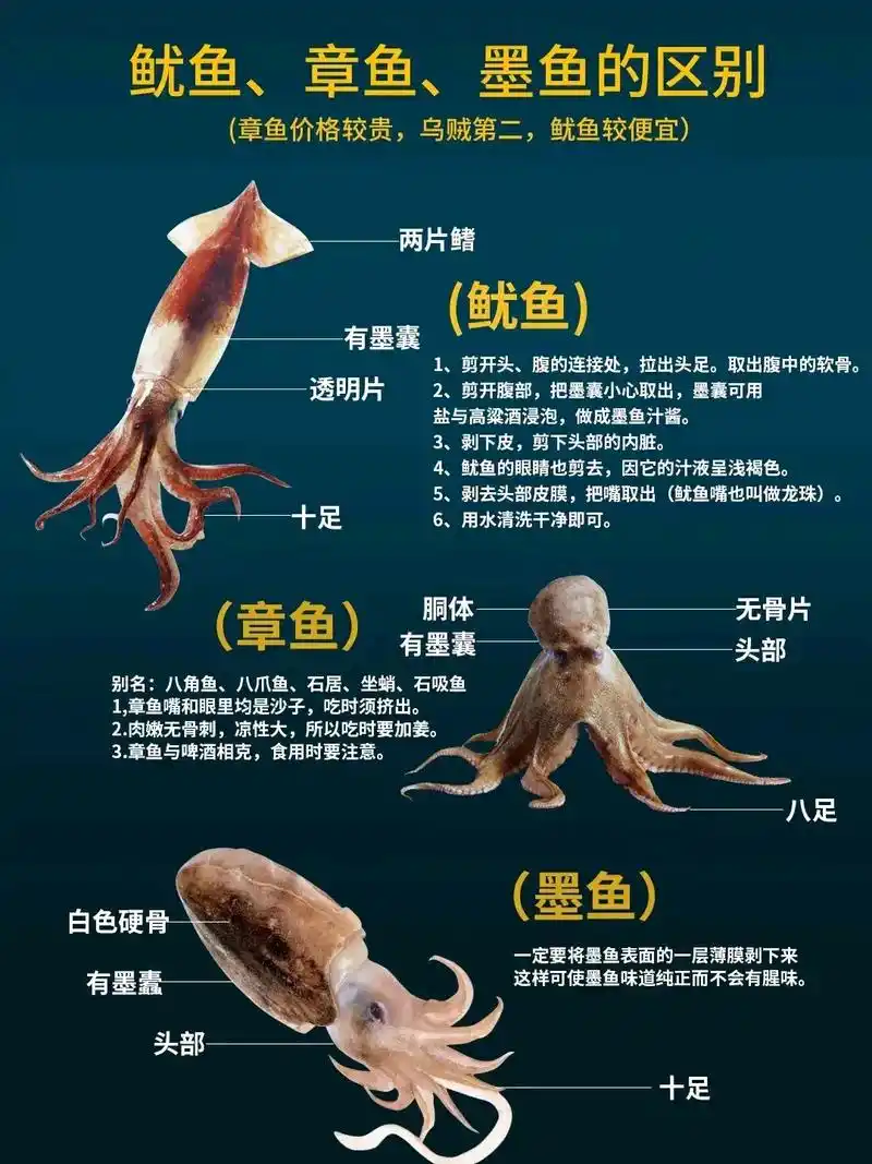 章鱼?墨鱼?了解一下?