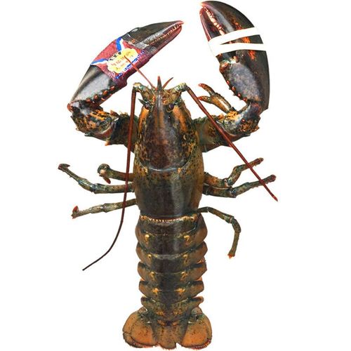 燕江澜鲜冻波士顿大龙虾超大龙虾波龙海鲜水产澳洲澳龙波士顿龙虾顺丰