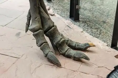 恐龙化石骨头图片