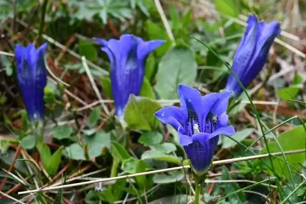 龙胆草的功效与作用