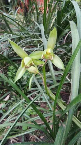 品种名:下山兰 品种名:下山兰 是否带盆:不含盆 高度:0.