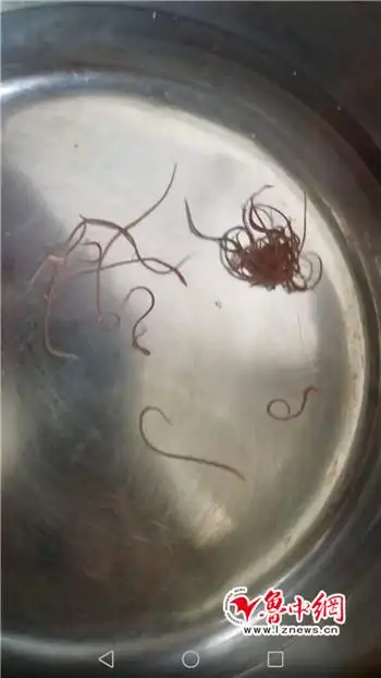 居民用水惊现"红线虫" 自来水公司称系管道污染所致