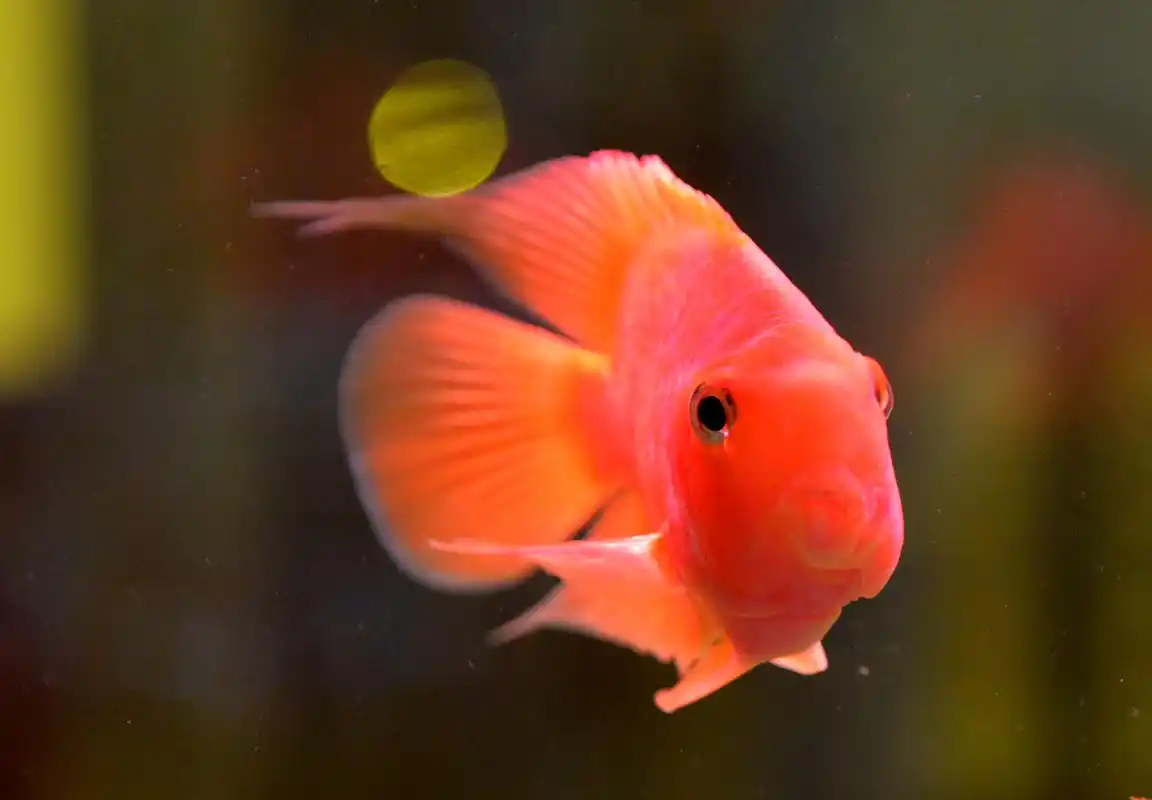 怎么让鹦鹉鱼更加红艳?