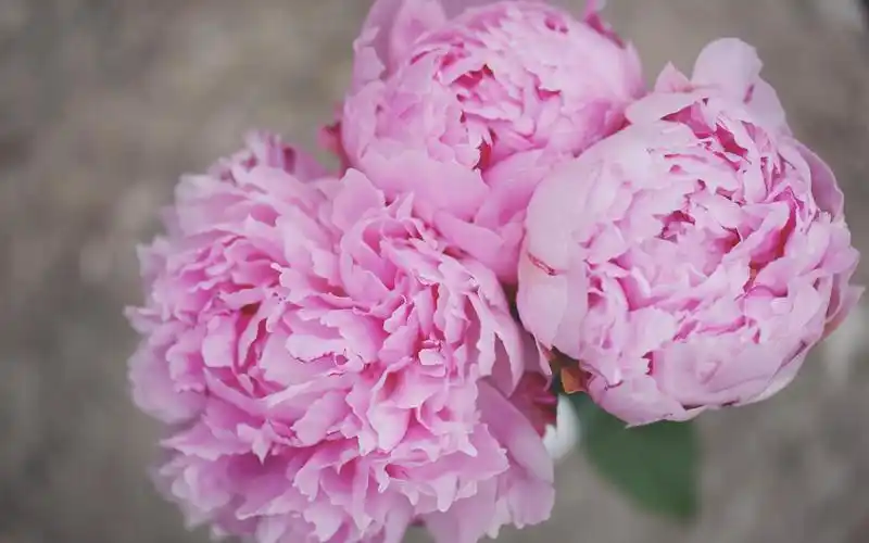 粉红色的牡丹花特写,花,花瓣 壁纸 - 1440x900