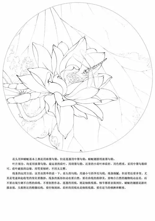 李晓明老师新作工笔荷花朱砂荷详细步骤