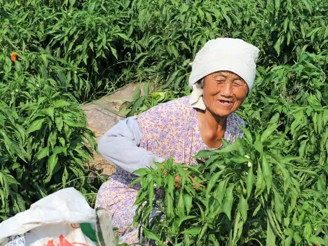 农村老人田间采摘辣椒,日挣60元很知足,真相却让人沉默!