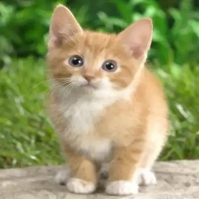 喵星人卖萌头像 高清可爱的喵星人图片头像_动物头像_美头网