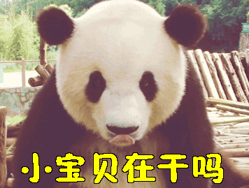 儿熊猫小宝贝在干吗干嘛呢在干嘛呢gif动图_动态图_表情包下载_soogif